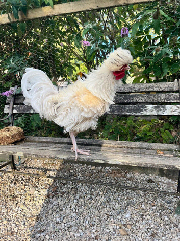 Beautiful 6-Month-Old White Frizzle Cockerel