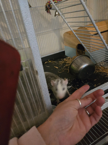 3 female  rats and cage