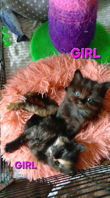 Ragdoll cross kittens