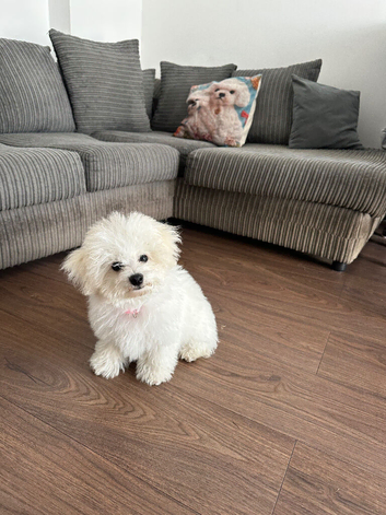 1 girl left Pure Pedigree Champion Bloodline Bichon Frise