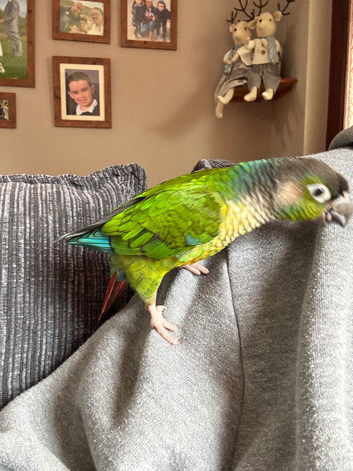 6 year old female conure