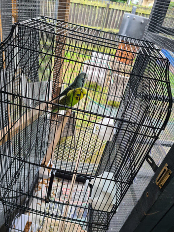 Budgies