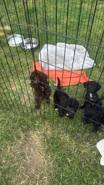 Cockerpoos