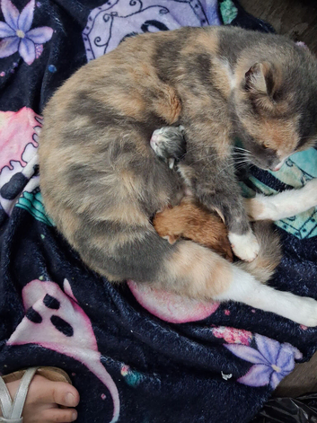 Kittens for sale
