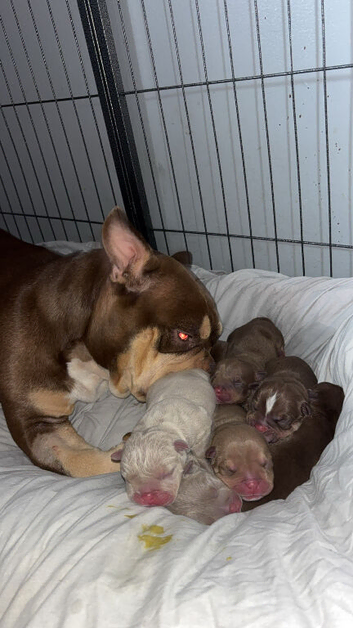 Mico small bullys