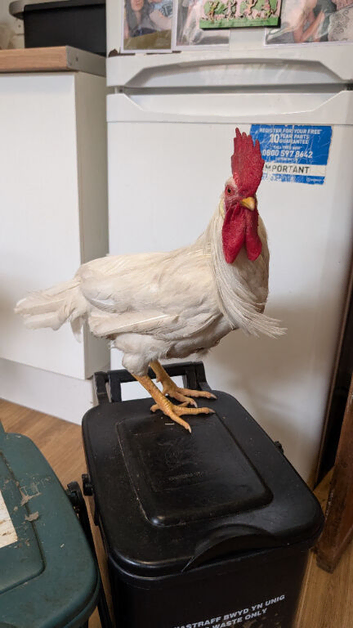 Young cockerel