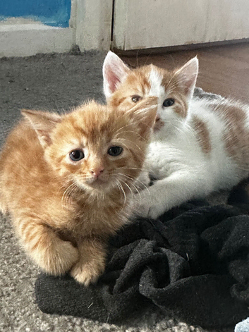 4 pretty kittens for sale