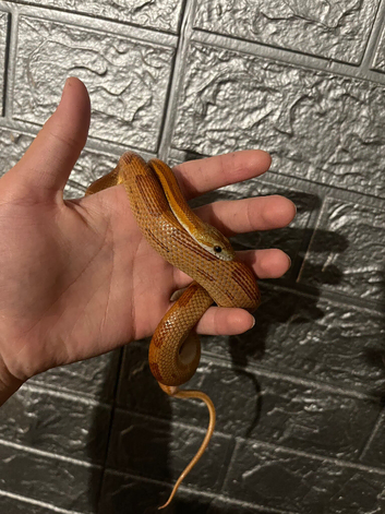 Baby corn snake