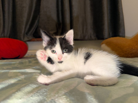 Cute & Adorable Cat
