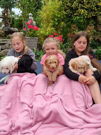 Beautiful Cockapoo Puppies For Sale