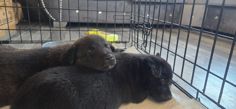 Dutch Shepherd