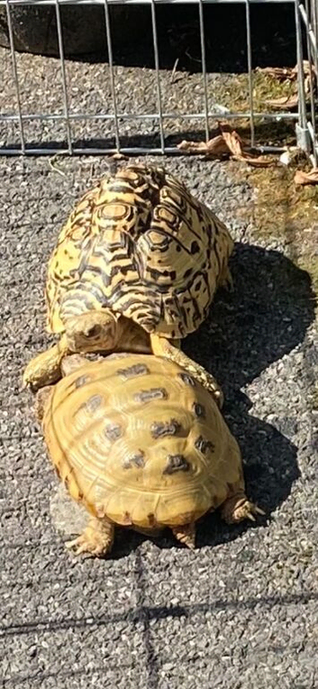 Horsfield female Tortoise