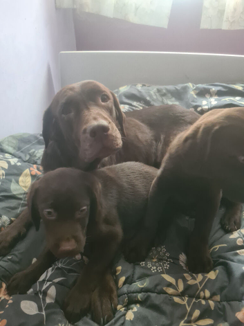 Pure breed chocolate Labradors