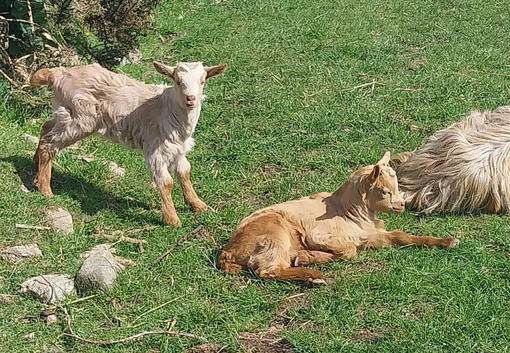 Royal Golden Guernsey Goat wether available now.