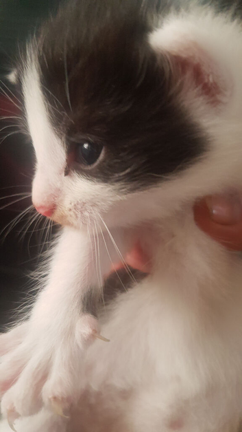 Gorgeous kittens
