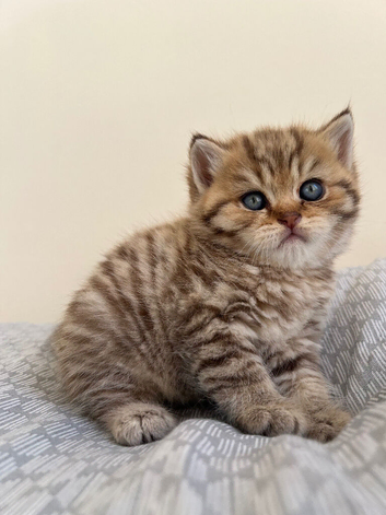 Stunning Golden Tabby British Shorthair boy