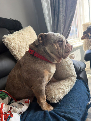 English bulldog puppies