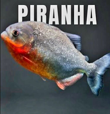 SWAP PIRANHA FISH FOR OSCARS OR PAROON SHARKS OR SOMETHING NICE