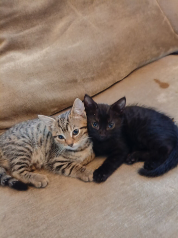 2x Kittens (Brother & Sister. 2 months old)
