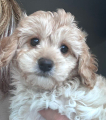 Ready now Cavapoochon pups