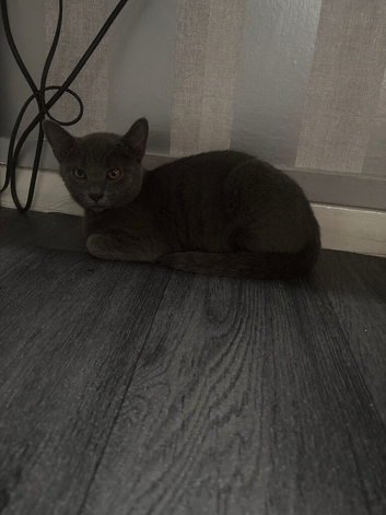 Boy Russian blue