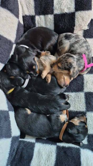 Dachshund x yorkshire terrier