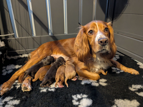 LAST Kc Reg Working Cocker Spaniel Puppies