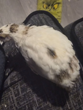 Courtinex quail