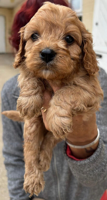 Gorgeous F1 Cavapoo Puppies