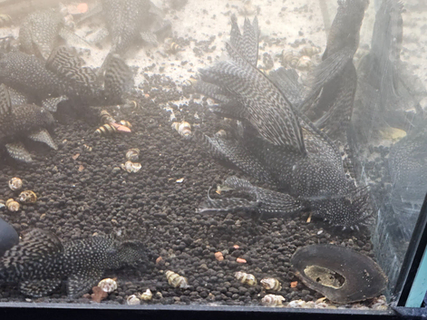 15 common plecos free to good home