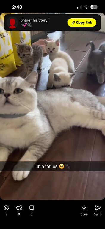 6 Beautiful British Shorthair Kittens &ndash;
