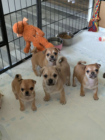Pom x pug puppies