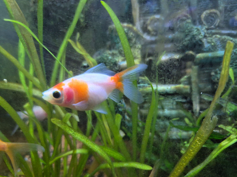 Gold fish