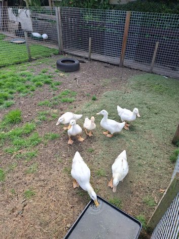 Cherryvalley ducklingsI