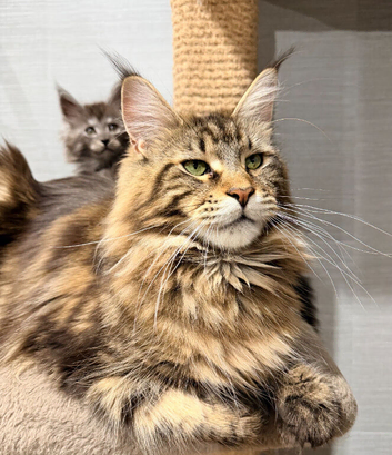 TICA registration Maine coon kittens Ready Now