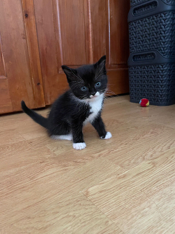 Ragdoll cross Kittens for sale