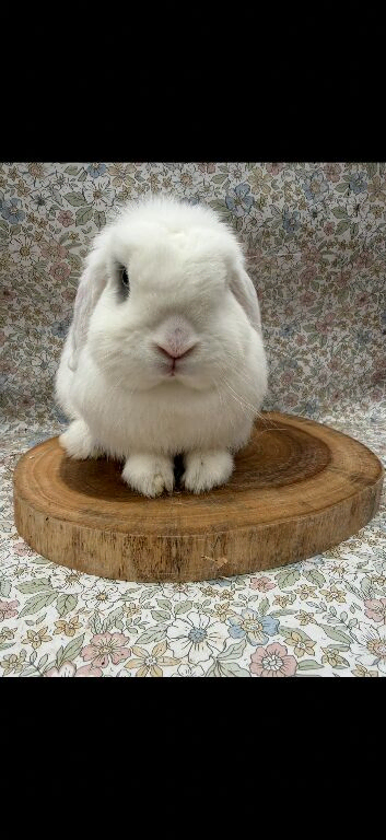 2 female mini lops