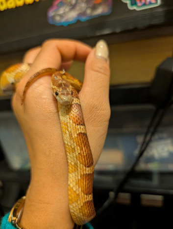 Corn snake wild type X moonstone - Male
