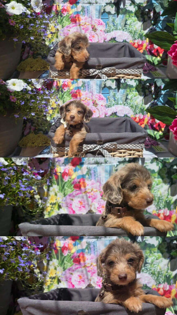 Ready Now PRA clear Daxipoo puppies hypoallergenic teddy bears