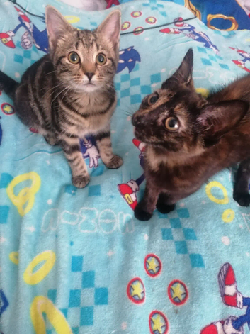 2 female kittens for rehoming together 17 weeks old tabby and dark Calico mix