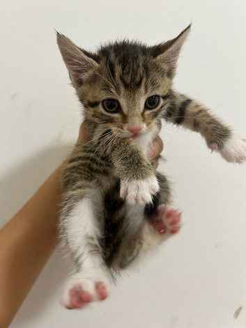 Maincoon x tabby kittens