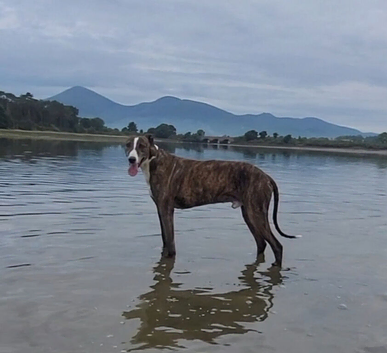 Male lurcher NI