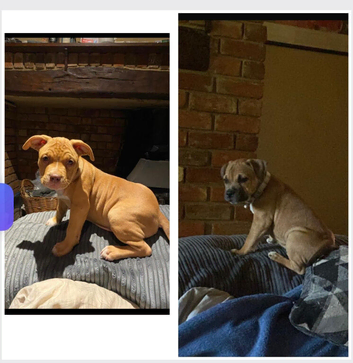 American staffy x mastiff cross