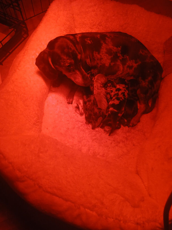 Dachshund puppys for sale
