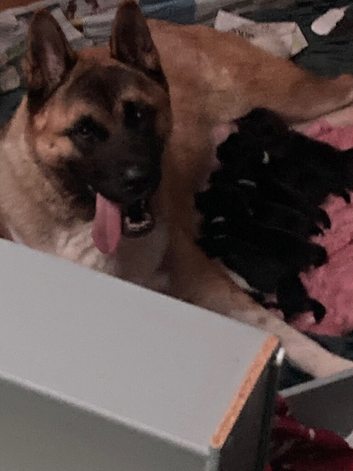American Akita pups