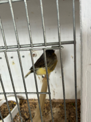 Gloster canaries 25 and 26 bred.