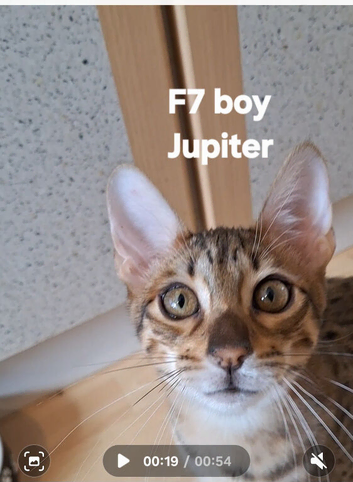 Savannah Tica SBTF7  JUPITER Huge boy GOLD EUES