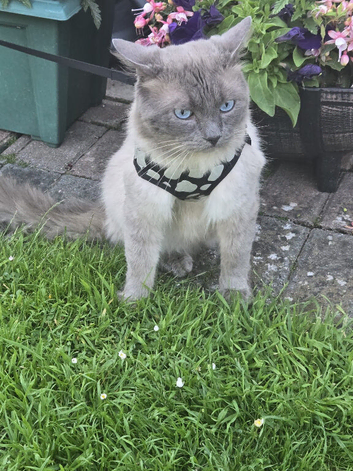Missing male ragdoll (Tom)