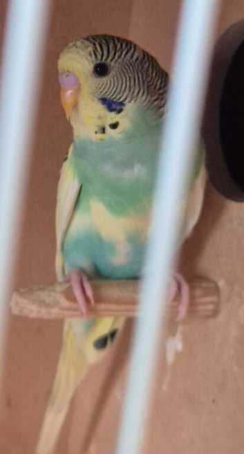 Young Budgies