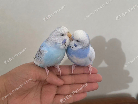 Stunning Exotic Budgie Pair Fully Bonded & Beautifully Unique